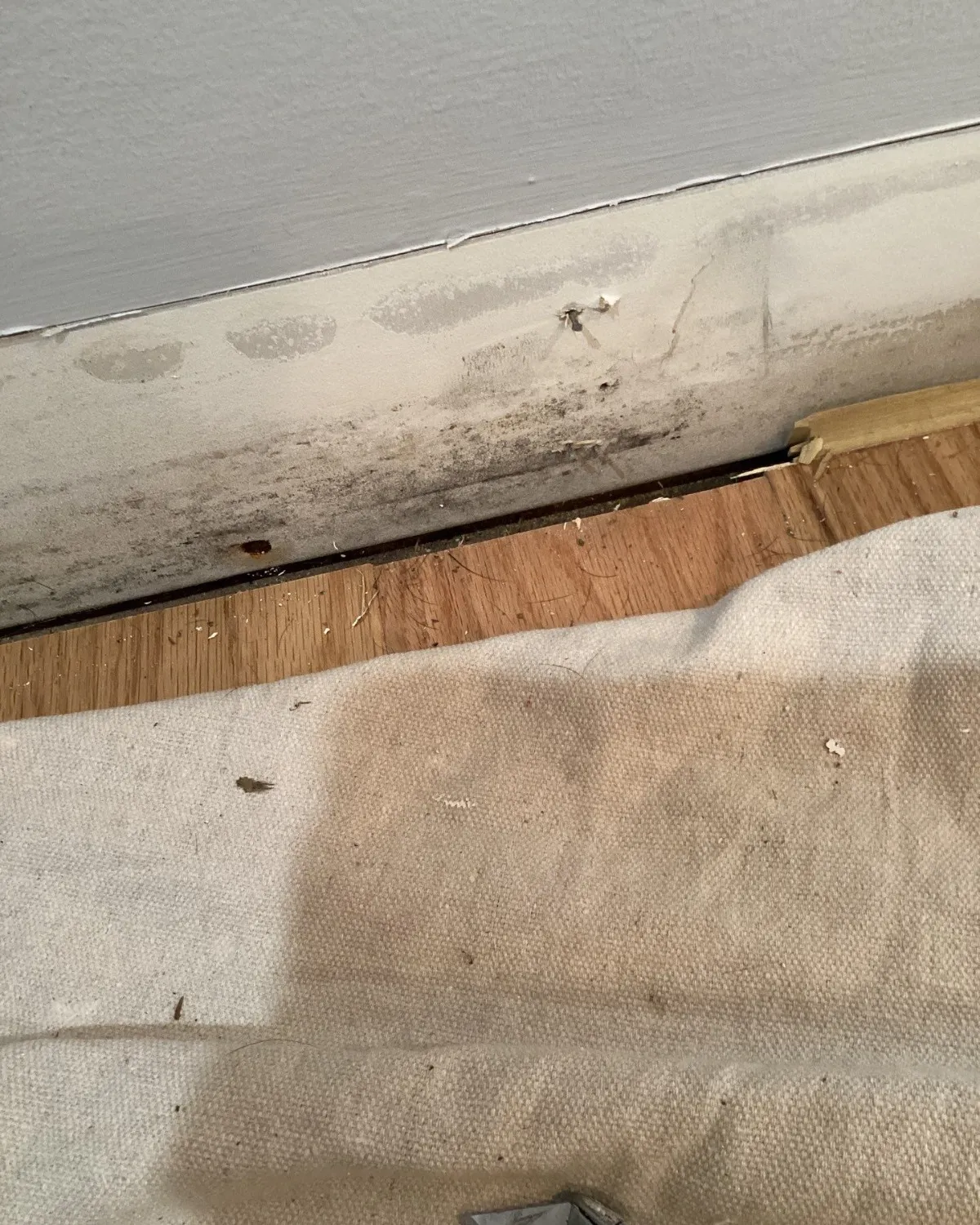 Carpet pulled back for floor and baseboard repairs